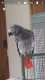 African Grey