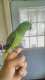 African Ringneck Parakeet