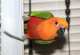 Conure