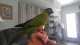 Conure