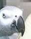 African Grey