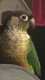 Conure