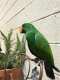 Eclectus