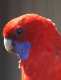 Rosella
