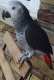African Grey