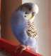 Budgerigar