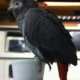 African Grey