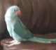 Indian Ringneck Parakeet
