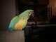 Macaw