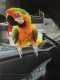 Macaw