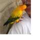 Conure
