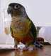 Conure