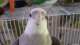 Cockatiel