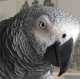 African Grey