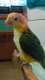 Caique