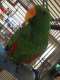Eclectus