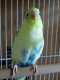 Parakeet
