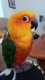 Conure