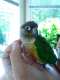 Conure