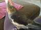 Cockatiel