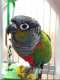 Conure