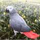 African Grey