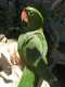 Conure