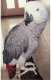 African Grey