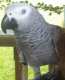 African Grey