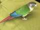 Conure