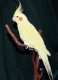 Cockatiel