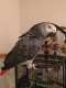 African Grey