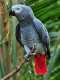 African Grey