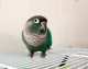 Conure