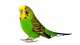 Parakeet