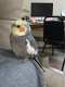 Cockatiel