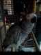 African Grey