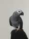 African Grey