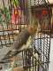 Cockatiel