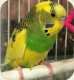 Budgerigar