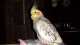 Cockatiel
