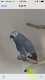 African Grey