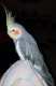 Cockatiel