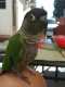 Conure