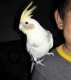 Cockatiel