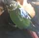 Conure
