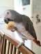 African Grey
