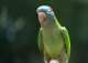 Conure