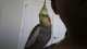 Cockatiel