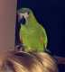 Conure